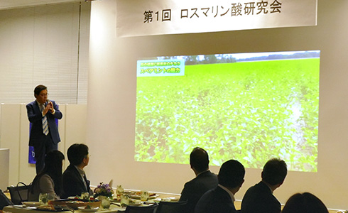 スペアミントとの出会い